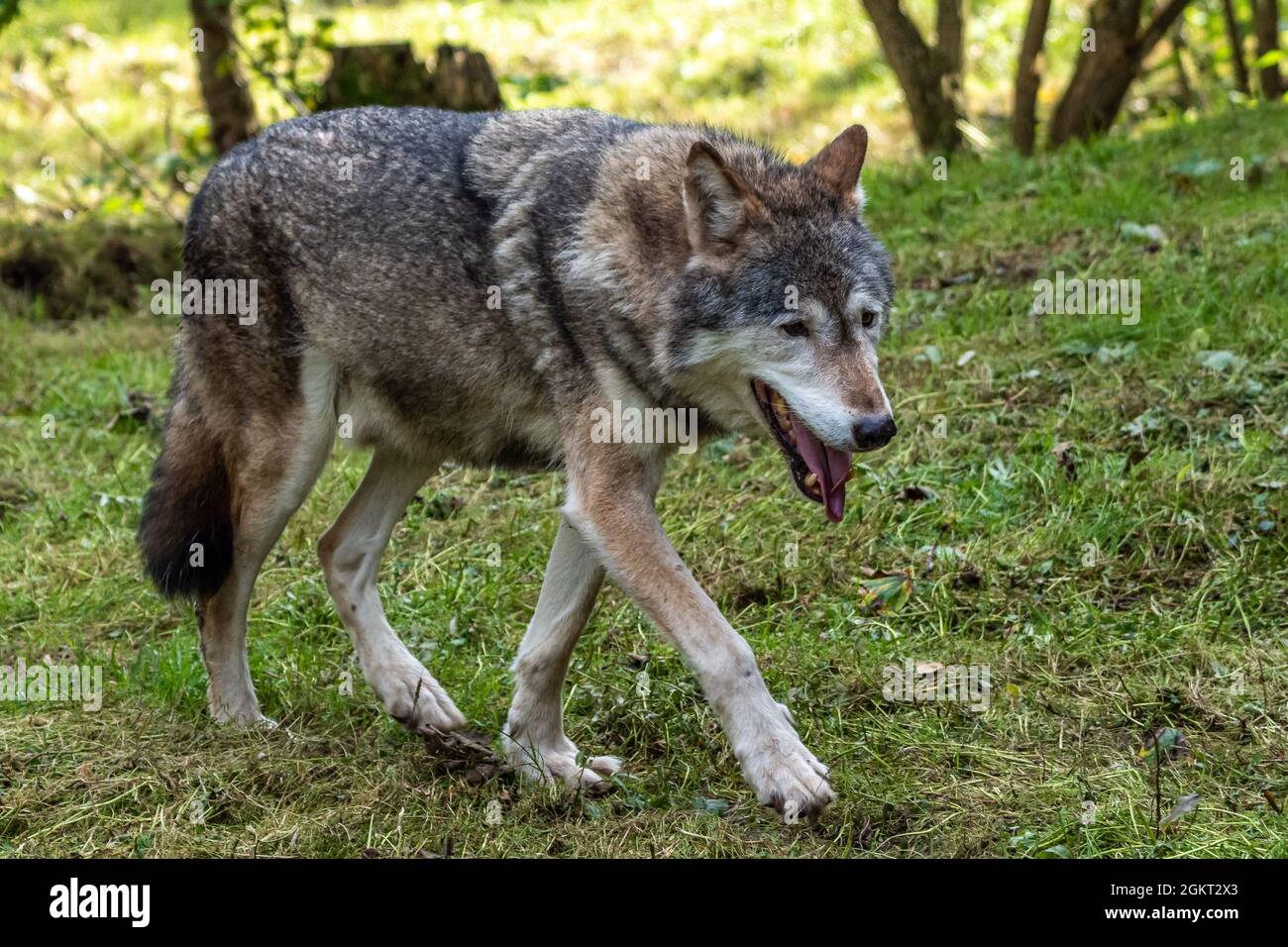 The wolf, Canis lupus, also known as the grey wolf or timber wolf is a ...