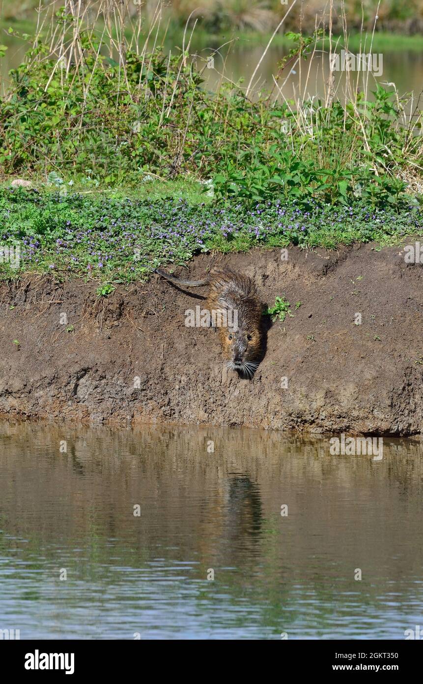 Nutria, Biberratte, coypu, Myocastor coypus Stock Photo