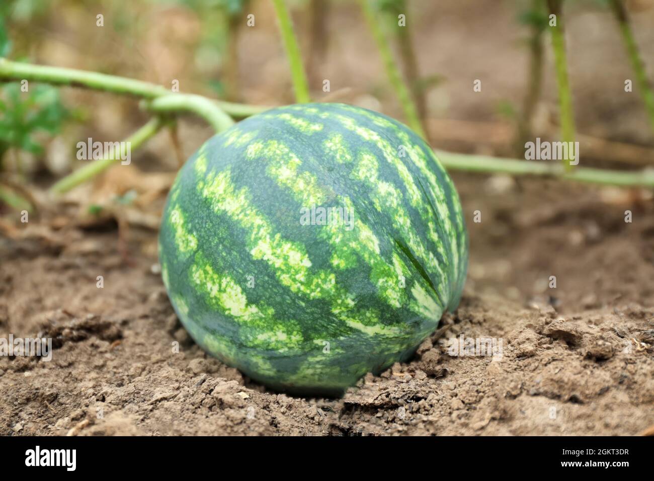 Watermelon in garden Stock Photo Alamy