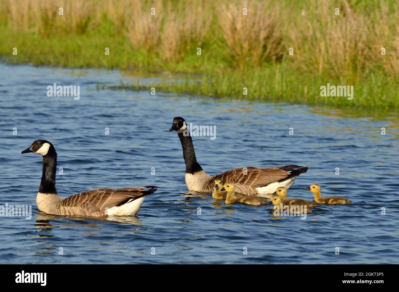 Kanadagans, canada goose, Branta canadensis, Fehlingsbleck, Niedersachsern, Deutschland, Germany Stock Photo