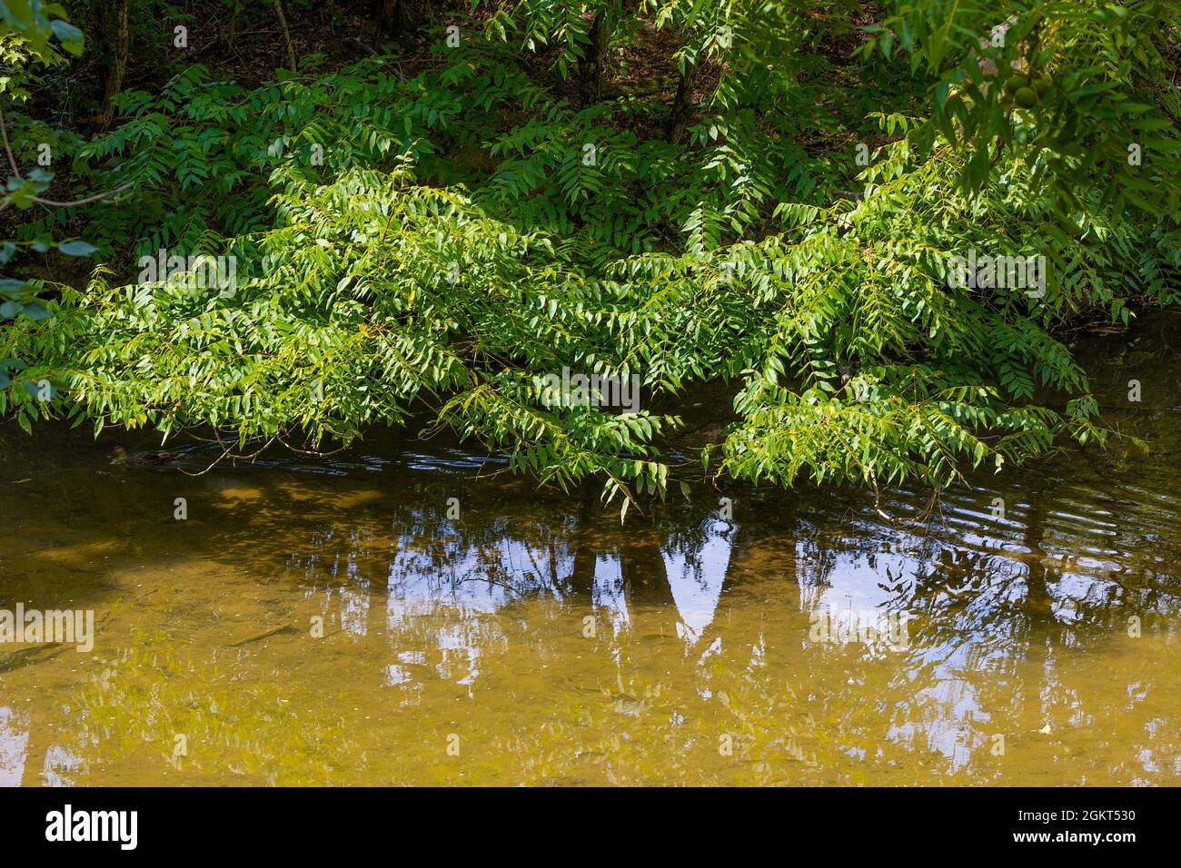 An invasive plant the sumax plant trives on the shore of a lake reflecting in it's water. Stock Photo