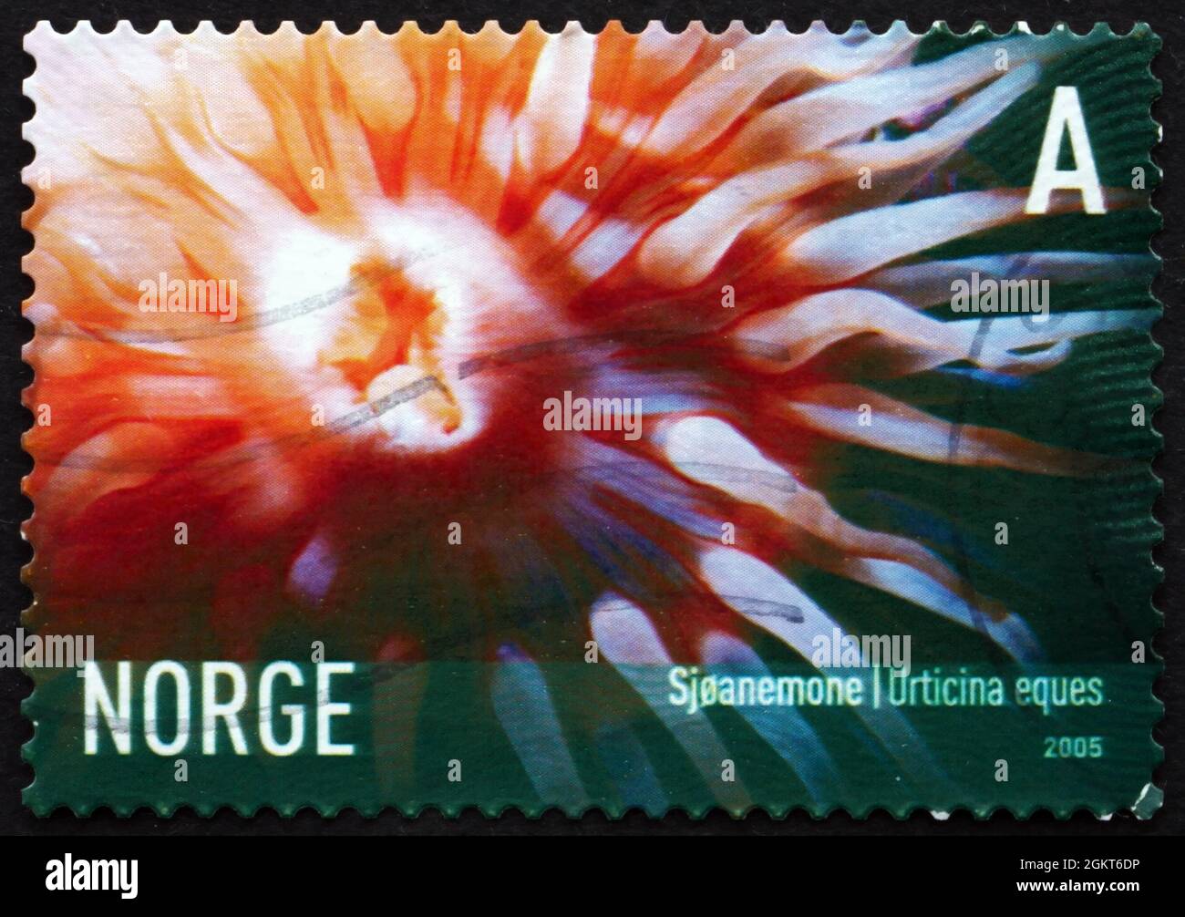 NORWAY - CIRCA 2005: a stamp printed in the Norway shows Strawberry Anemone, Urticina Eques, Marine Life, circa 2005 Stock Photo