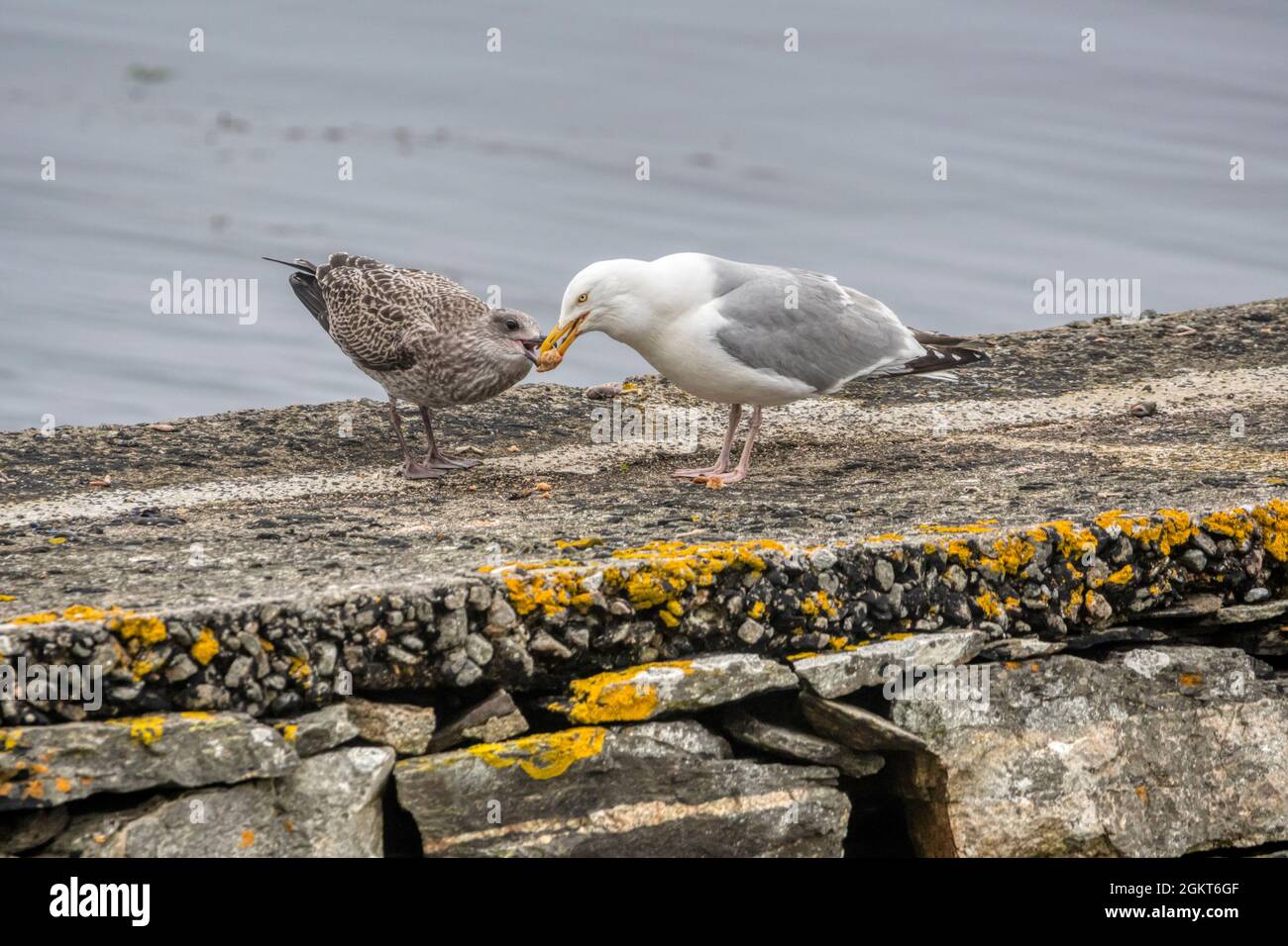 Adult herring gull, Larus argentatus, regurgitating food for juvenile. Stock Photo