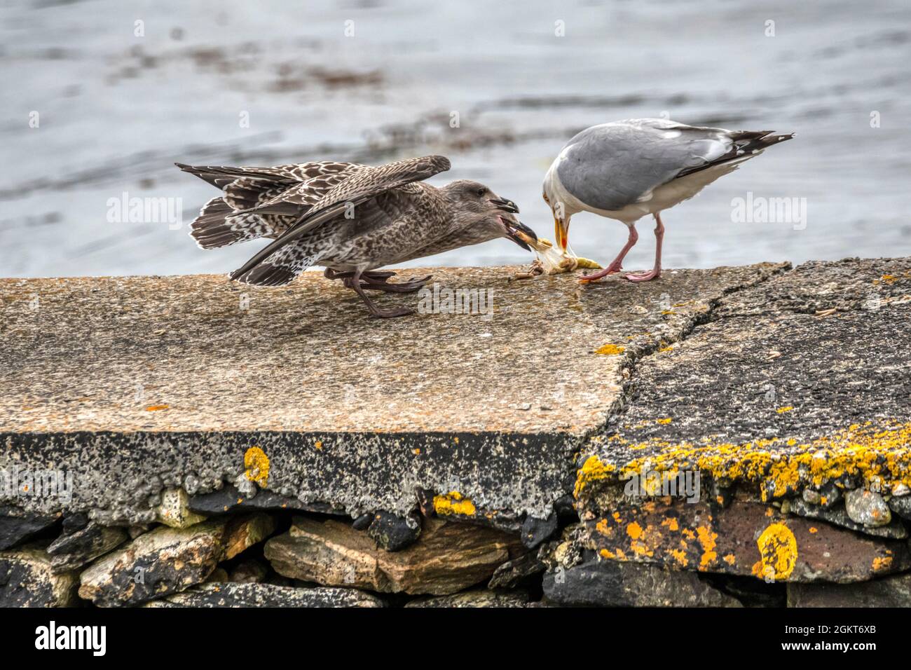 adult-herring-gull-larus-argentatus-regurgitating-food-for-juvenile