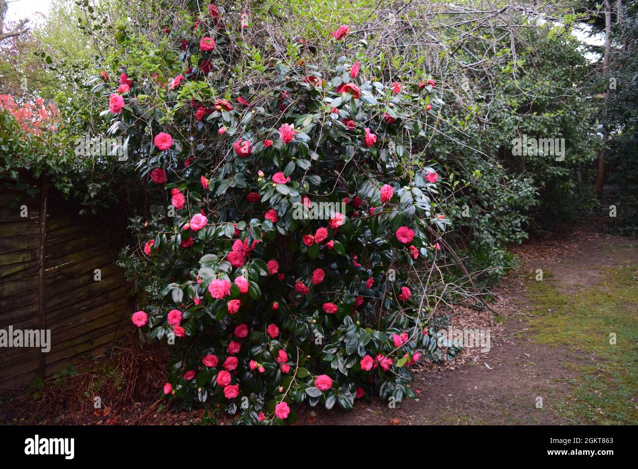 Japanese Camellia in full flower in early April. Stock Photo