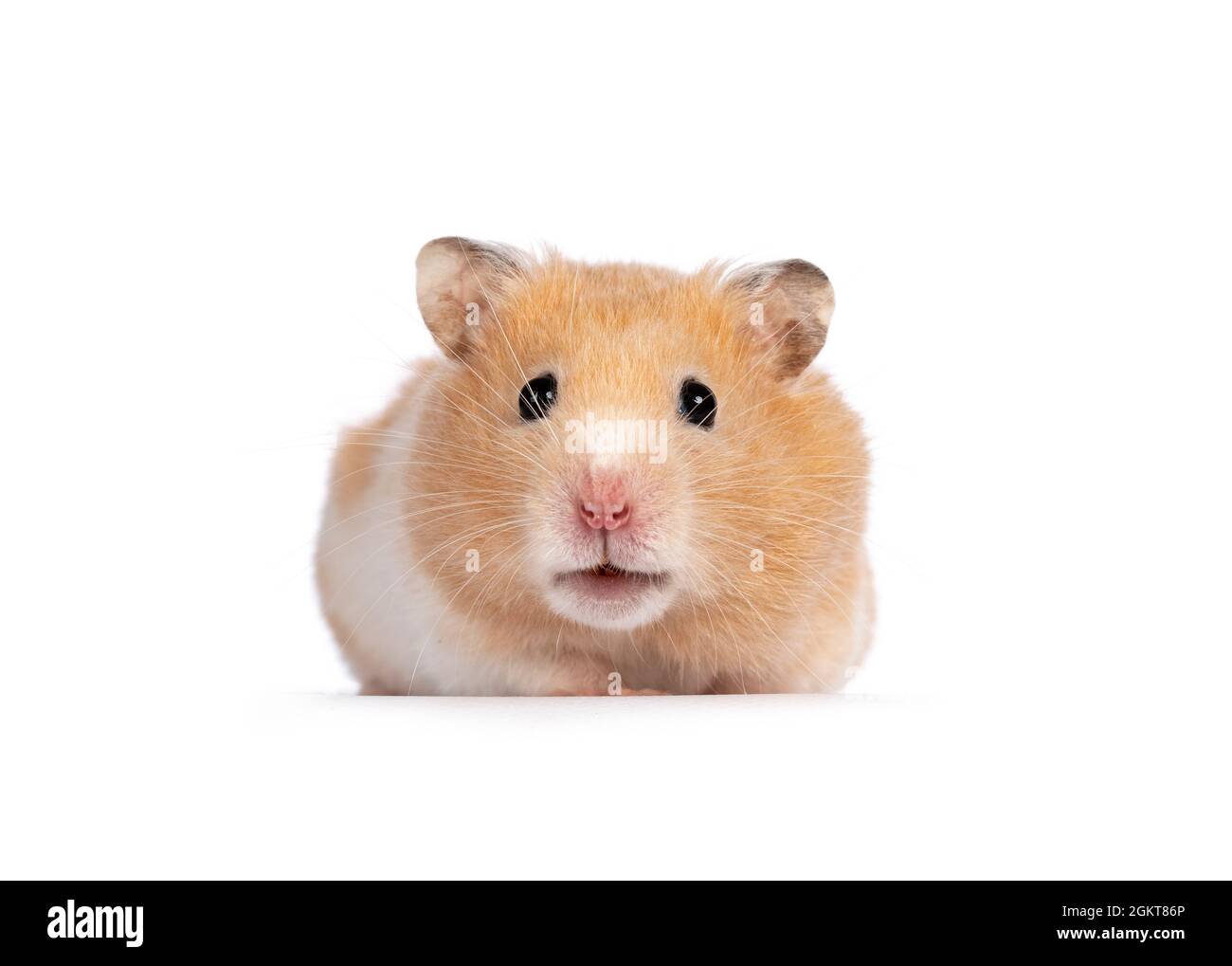Front facing hamster