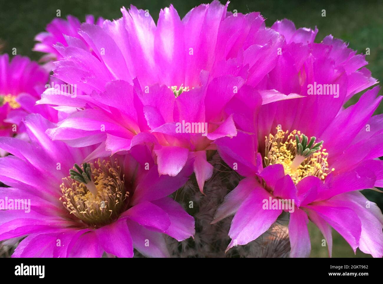 Flowering cactus Echinocereus reichenbachii from Texas - United States. Stock Photo
