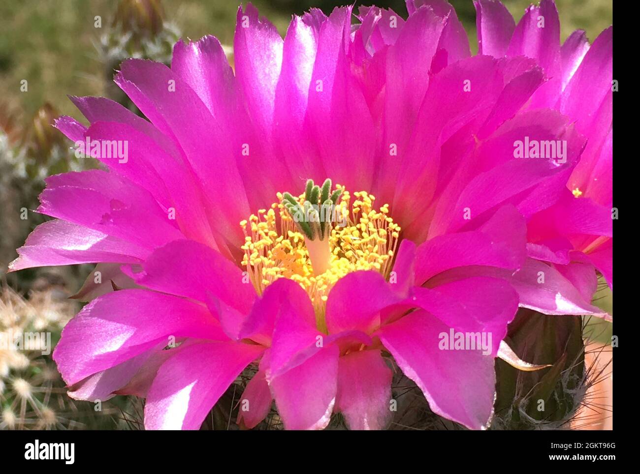 Flowering cactus Echinocereus reichenbachii from Texas - United States. Stock Photo