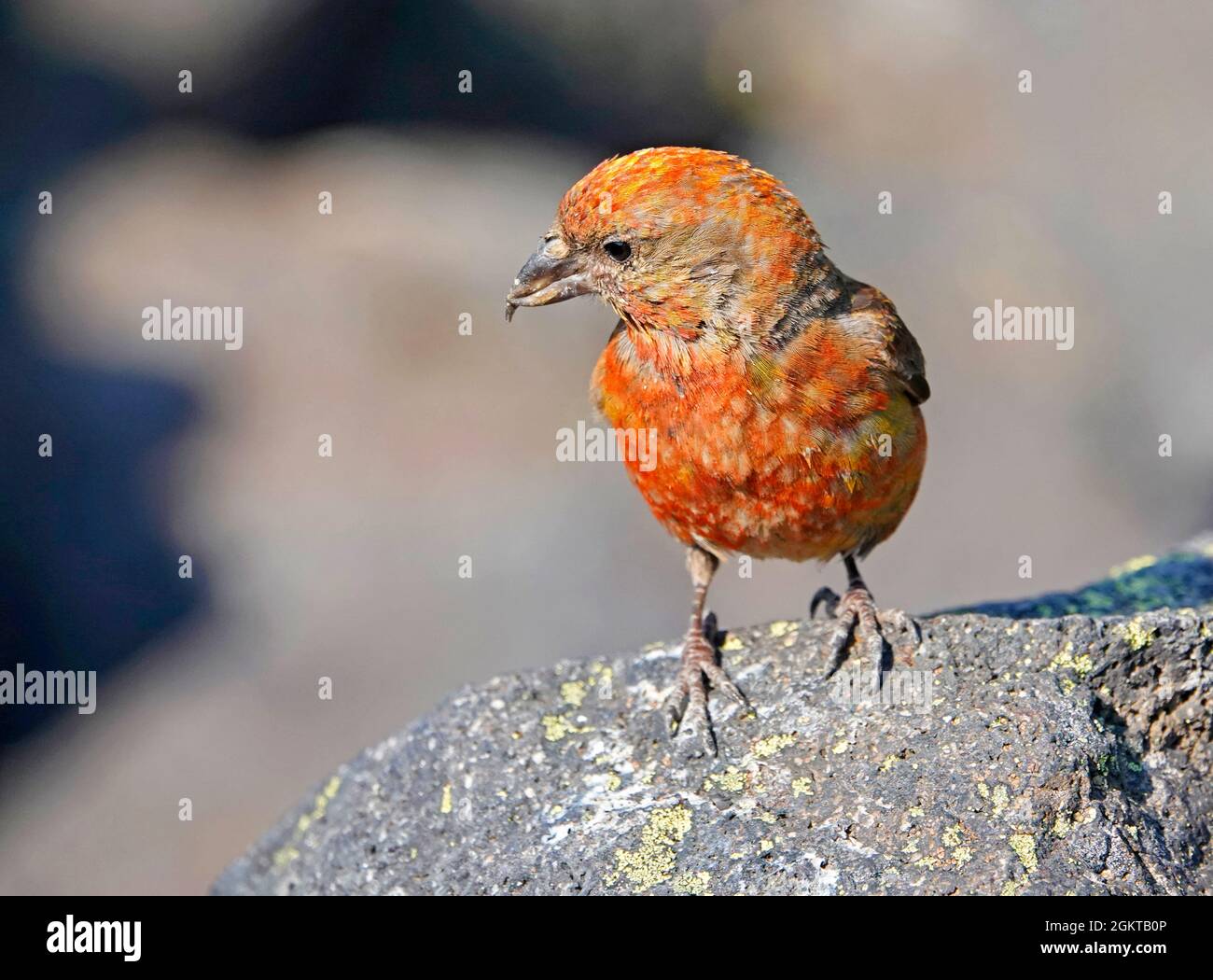 Portrait of a red crossbill, also called a crossbeak, Loxia curvirostra, in the Cascade Mountains of central Oregon. A crossbill's oddly shaped beak helps it get into tightly closed pine cones for the seeds, their main food supply. Stock Photo