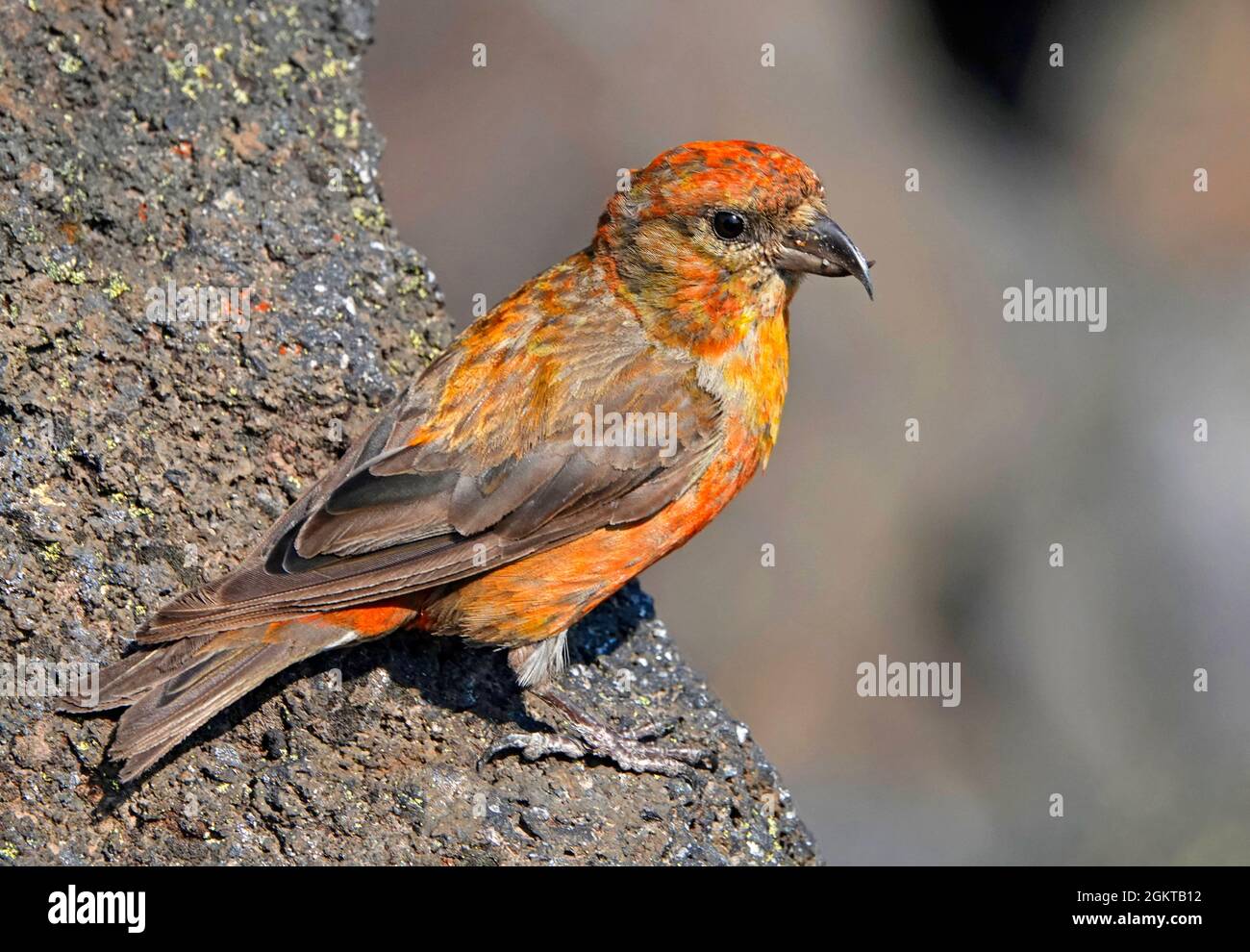Red crossbill bird hi-res stock photography and images - Alamy