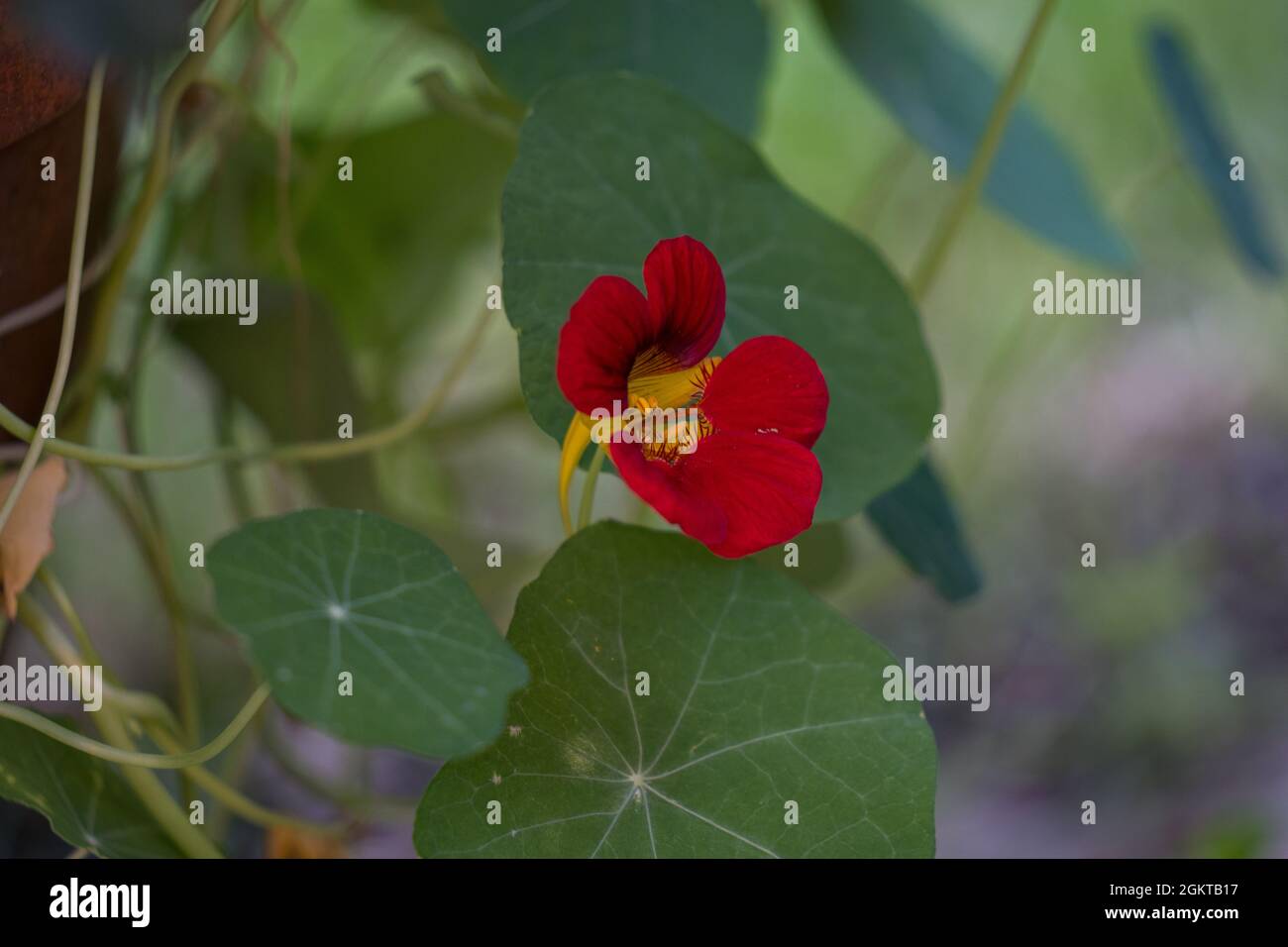 Nasturtium in flower Stock Photo