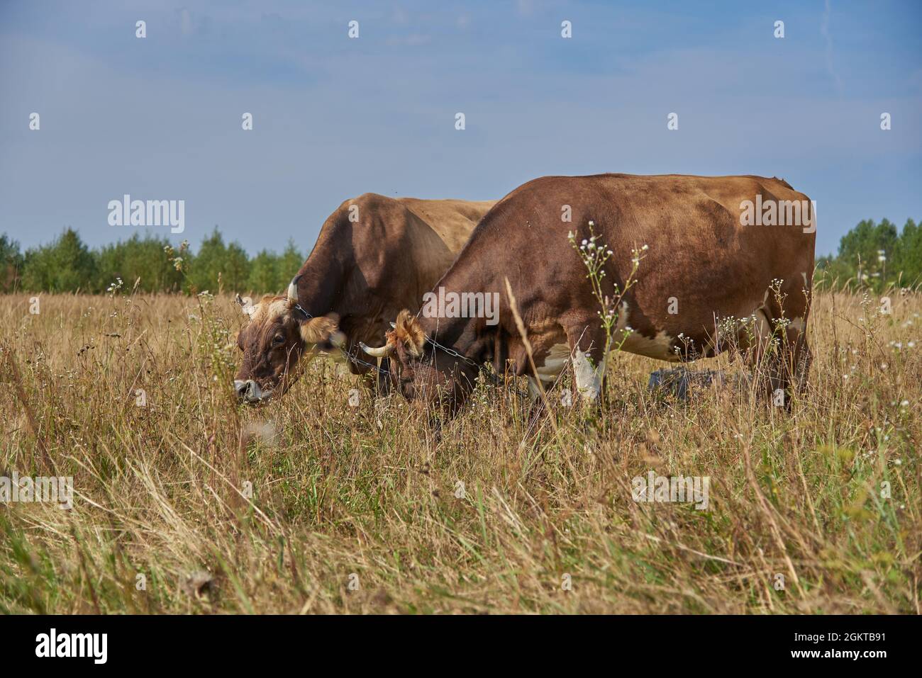 Two brown cows graze side by side in a meadow on a sunny August day. Stock Photo