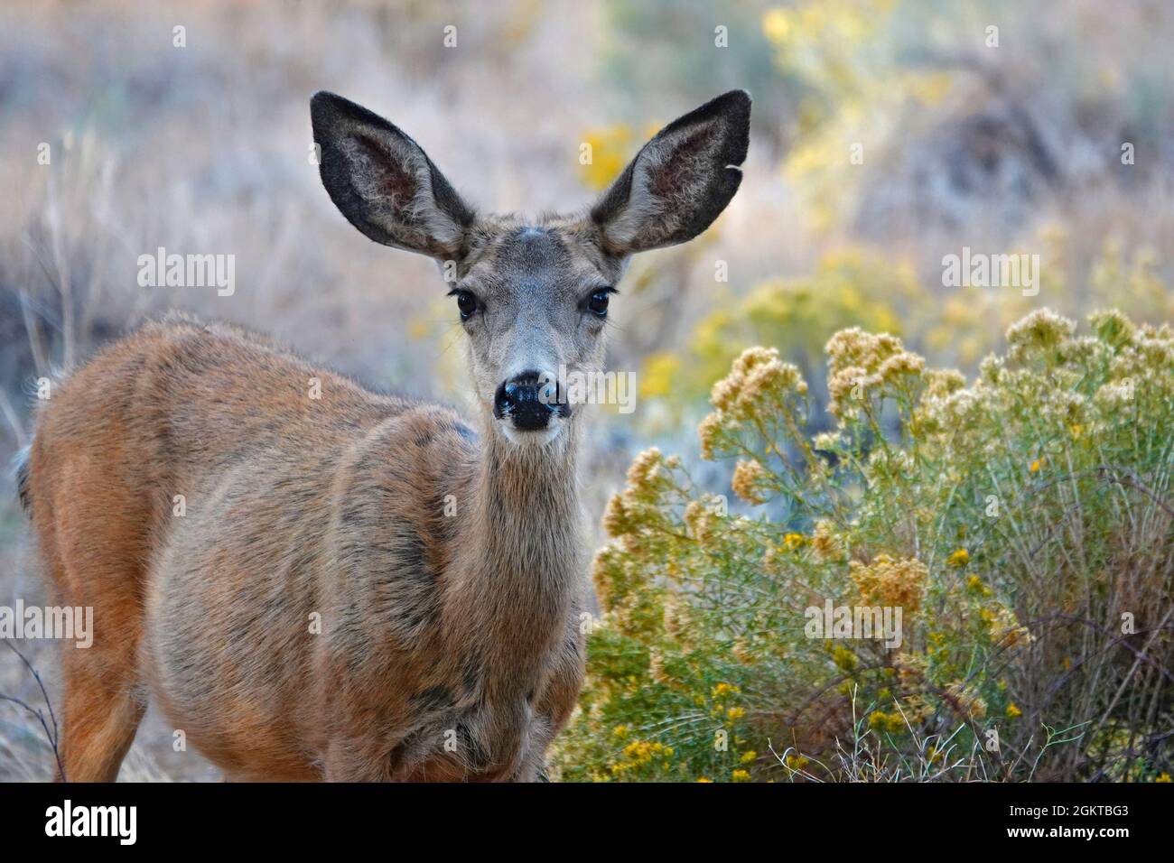 An adult mule deer doe, female, browsing in a field in autumn near Bend, Oregon. Stock Photo