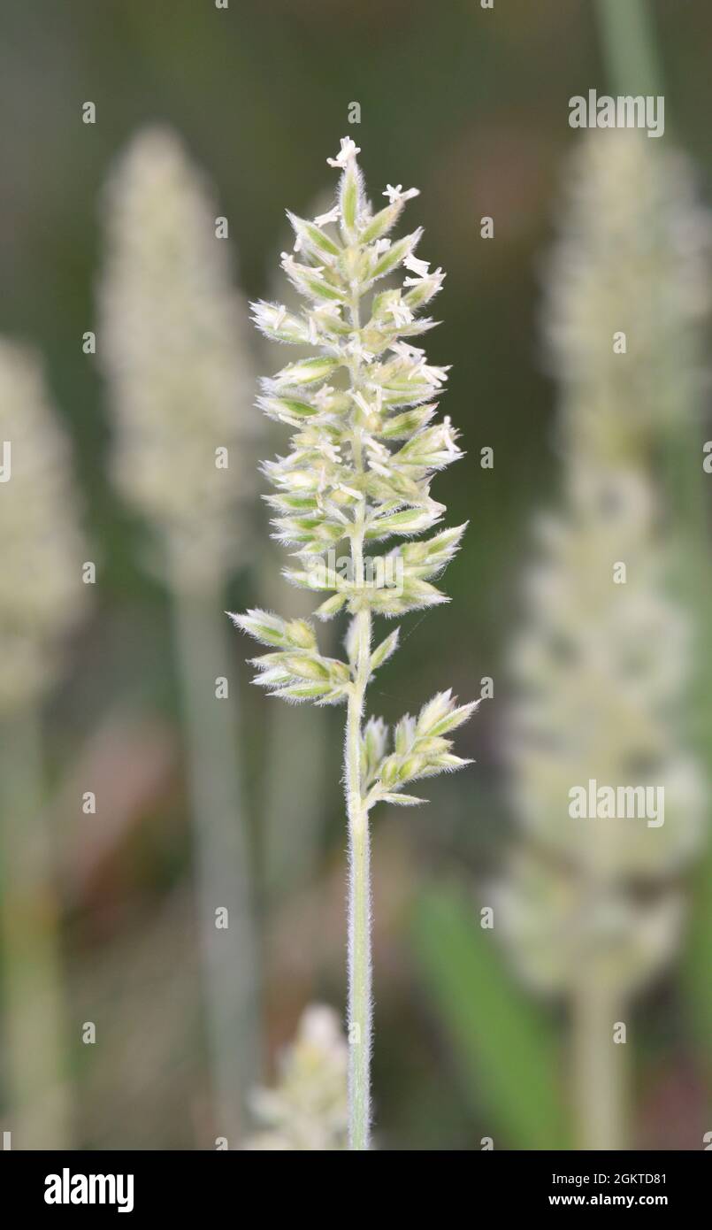 Crested Hair-grass - Koeleria macrantha Stock Photo