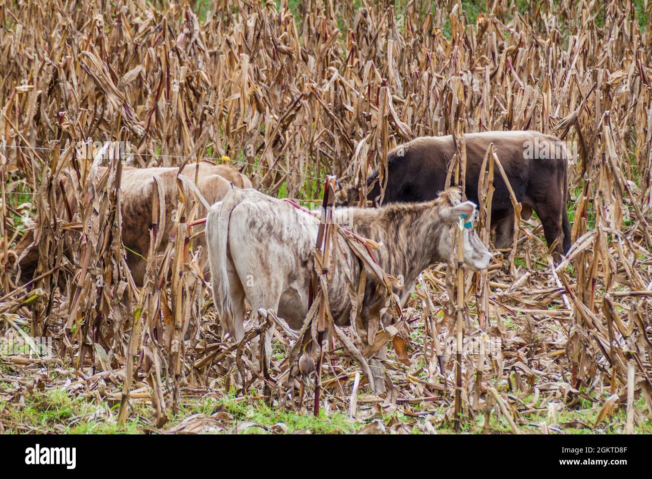 Cows in a corn field near Leymebamba Stock Photo