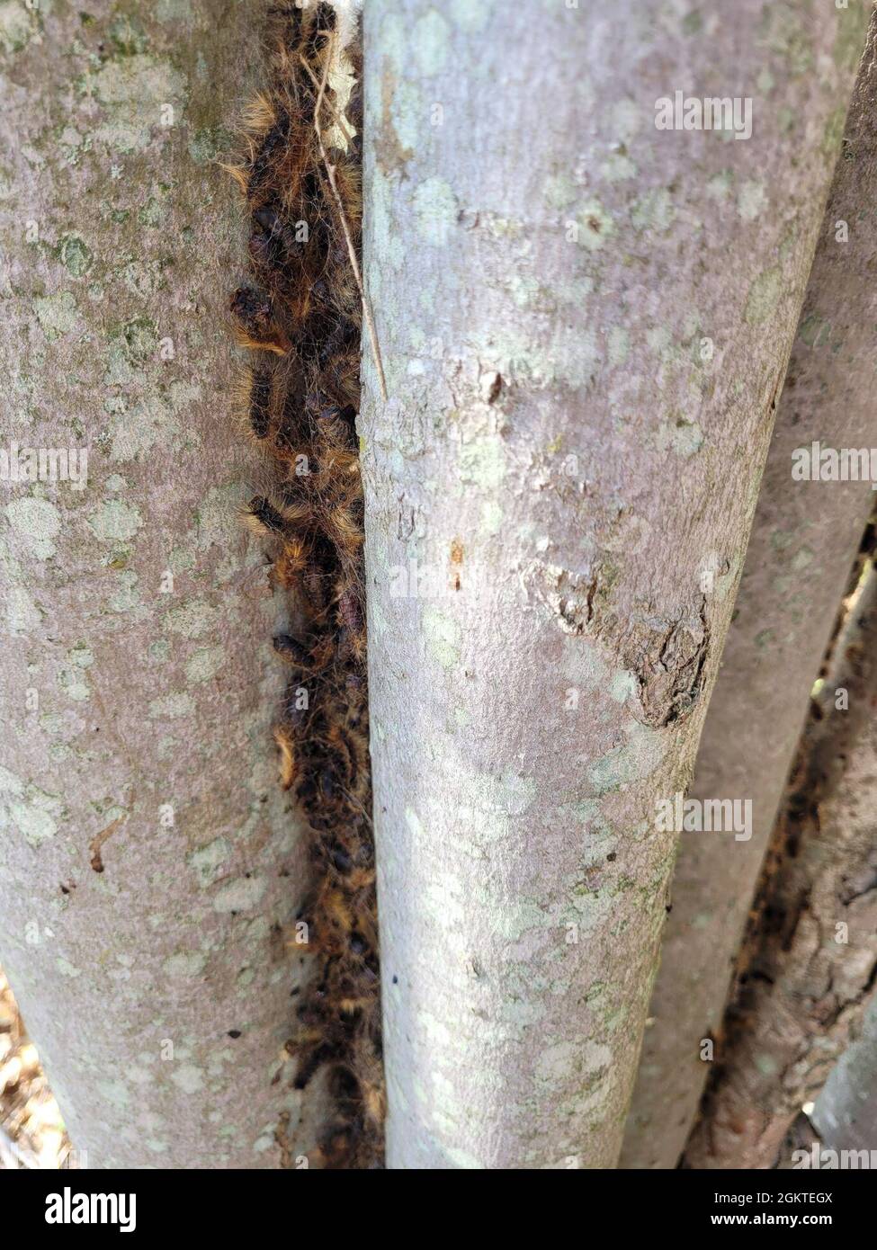 The gypsy moth caterpillars cocooning on a group of maple trees at Fort