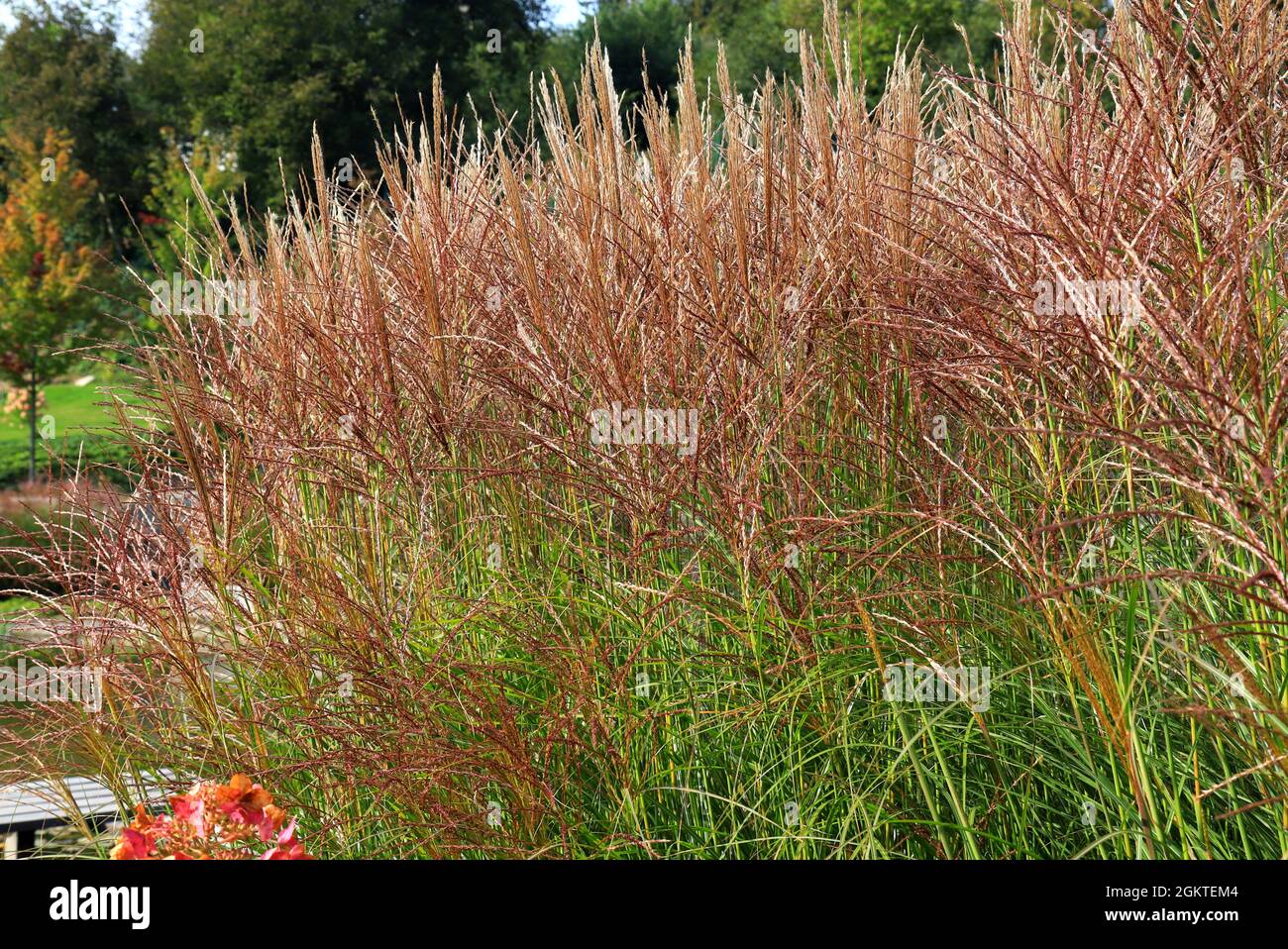 Karl Foerster Grass, Calamagrostis acutiflora grows in park landscape. Popular beautiful perennial Ornamental Feather reed grass in the park Stock Photo