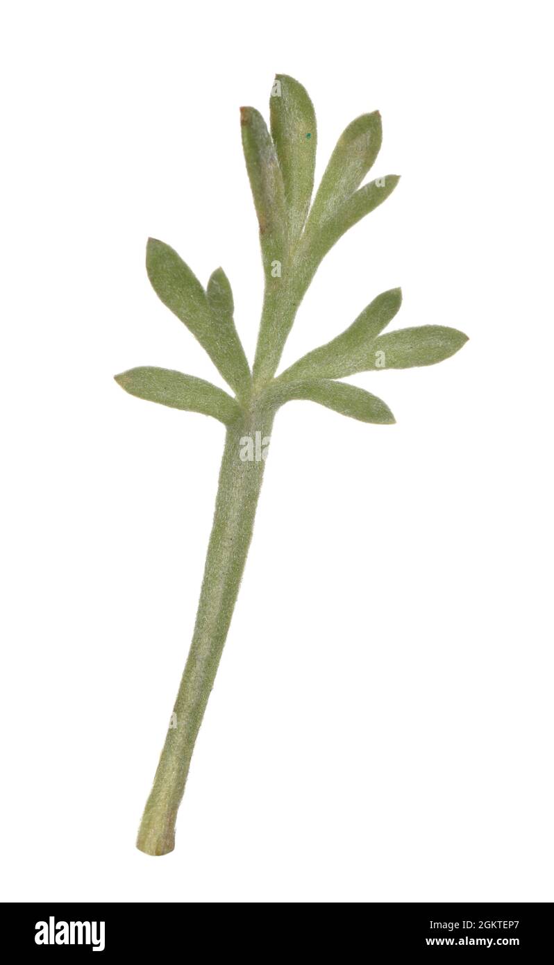Dune Wormwood - Artemisia campestris ssp. maritima Stock Photo
