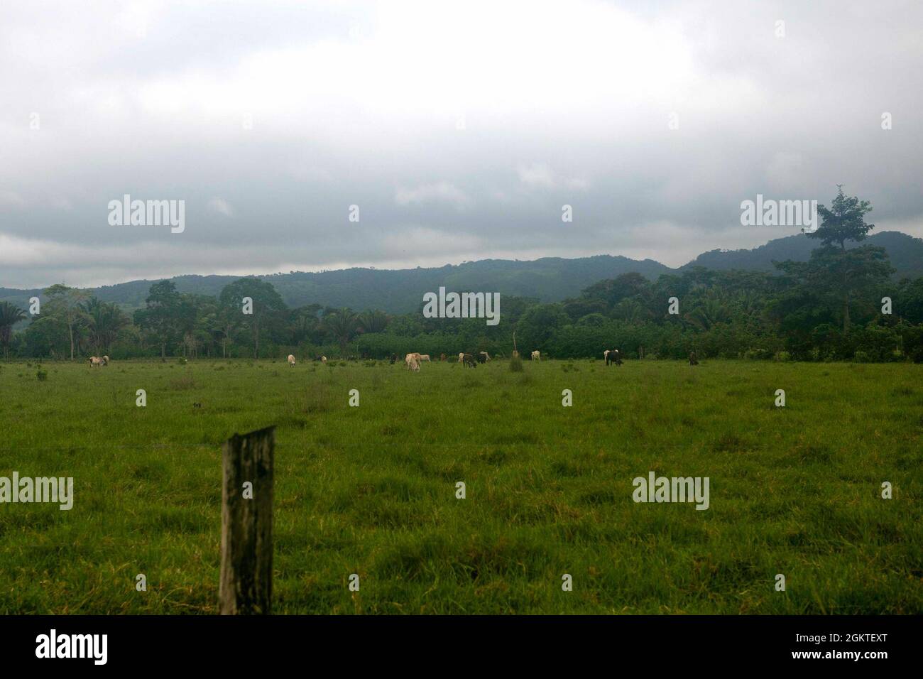 Cattle graze under a cloudy sky in Melchor De Mencos, Guatemala, June 29, 2021. During Resolute Sentinel 21, a team of U.S. Soldiers from the 109th Medical Detachment Veterinary Services out of Garden Grove, California, will offer large animal care education and vaccinations at various locations. Stock Photo