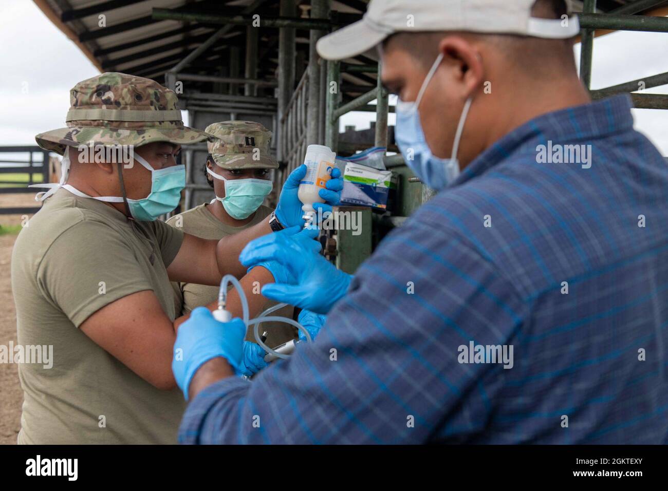 U.S. Army Staff Sgt. Rene Aventura (left), a field veterinary service technician and U.S. Army Capt. Shanell Thomas, (center) a veterinarian both with the 109th Medical Detachment Veterinary Services out of Garden Grove, Calif., helps local veterinarian, Set Samayoa, prepare vaccines for cattle during Resolute Sentinel 21 in Melchor De Mencos, Guatemala, June 29, 2021. RS-21 is an exercise to train U.S. and partner nation military engineers, veterinary personnel and medical professionals for humanitarian assistance and defense interoperability operations. Stock Photo