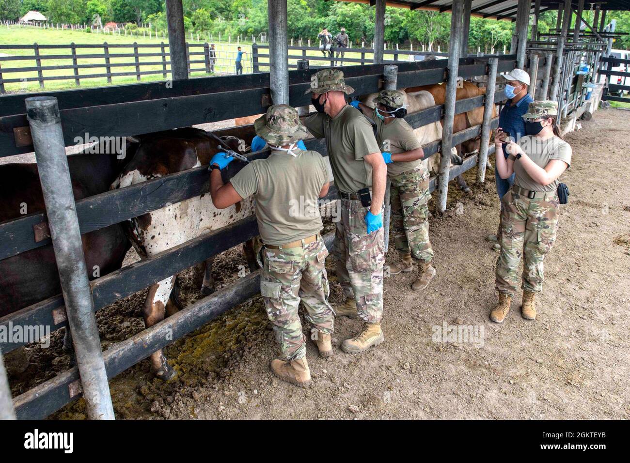 U.S. Army veterinarians, Capt. Shanell Thomas and Maj. Matthew Conlan (center) and U.S. Army Staff Sgt. Rene Aventure (back towards camera), a field veterinary service technician, vaccinate cattle while U.S. Army Spc. Sonya Walker, a field veterinary specialist, all with the 109th Medical Detachment Veterinary Services out of Garden Grove, Calif., takes photos as local veterinarian Set Samayoa observes in Melchor De Mencos, Guatemala, June 29, 2021. Resolute Sentinel 21 is an exercise to train U.S. and partner nation military engineers, veterinary personnel and medical professionals for humani Stock Photo