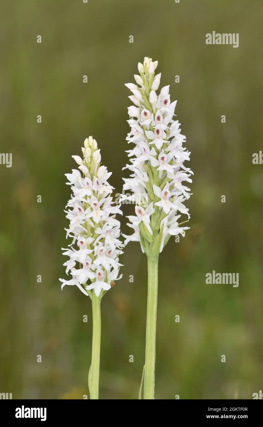 Marsh Fragrant Orchid - Gymnadenia densiflora Stock Photo