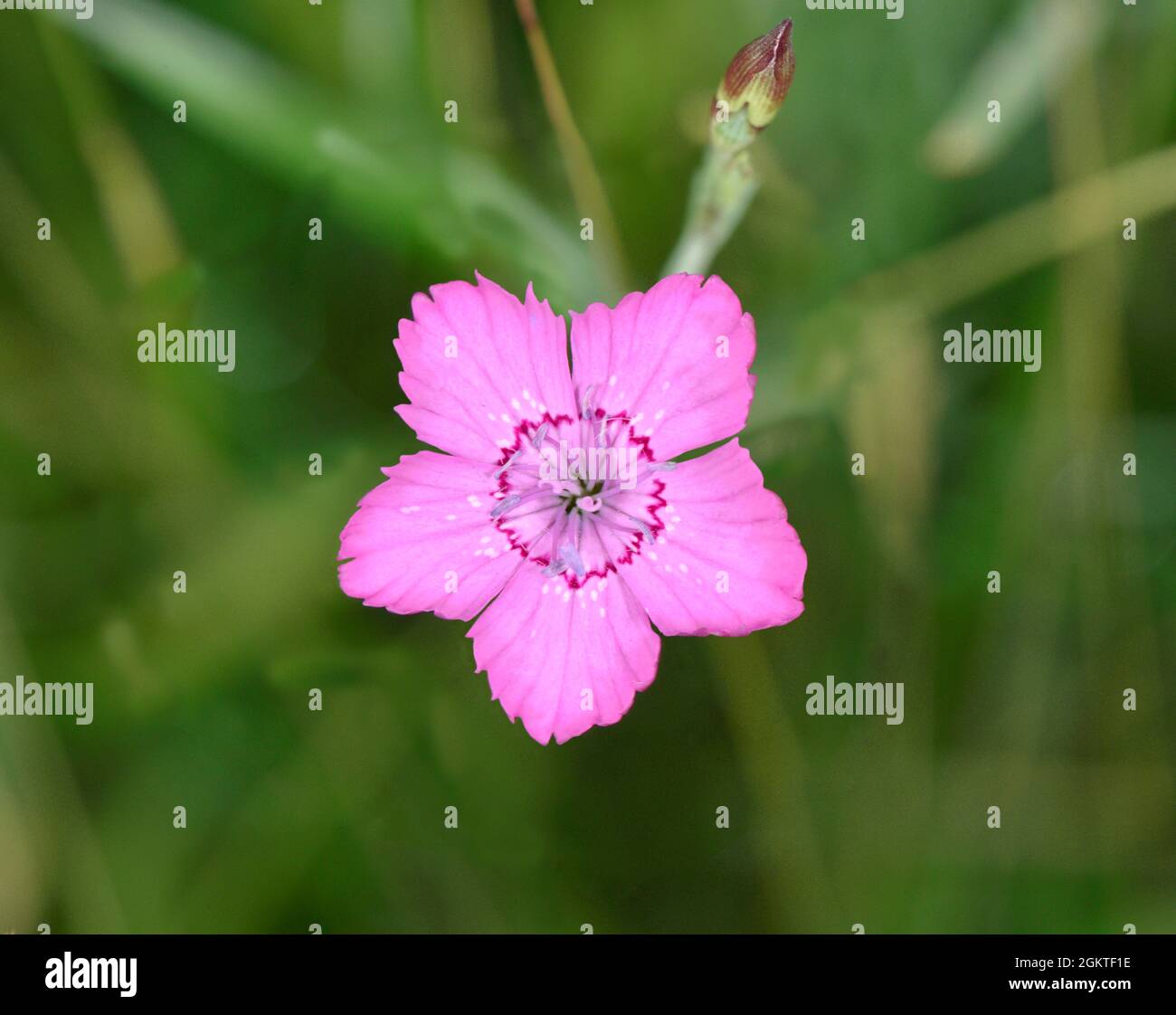 Maiden Pink - Dianthus deltoides Stock Photo
