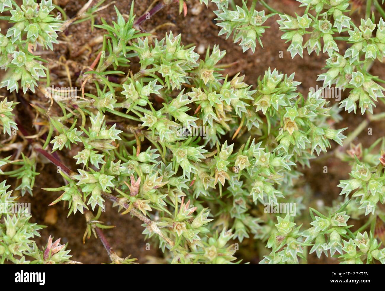 Annual Knawel - Scleranthus annuus Stock Photo