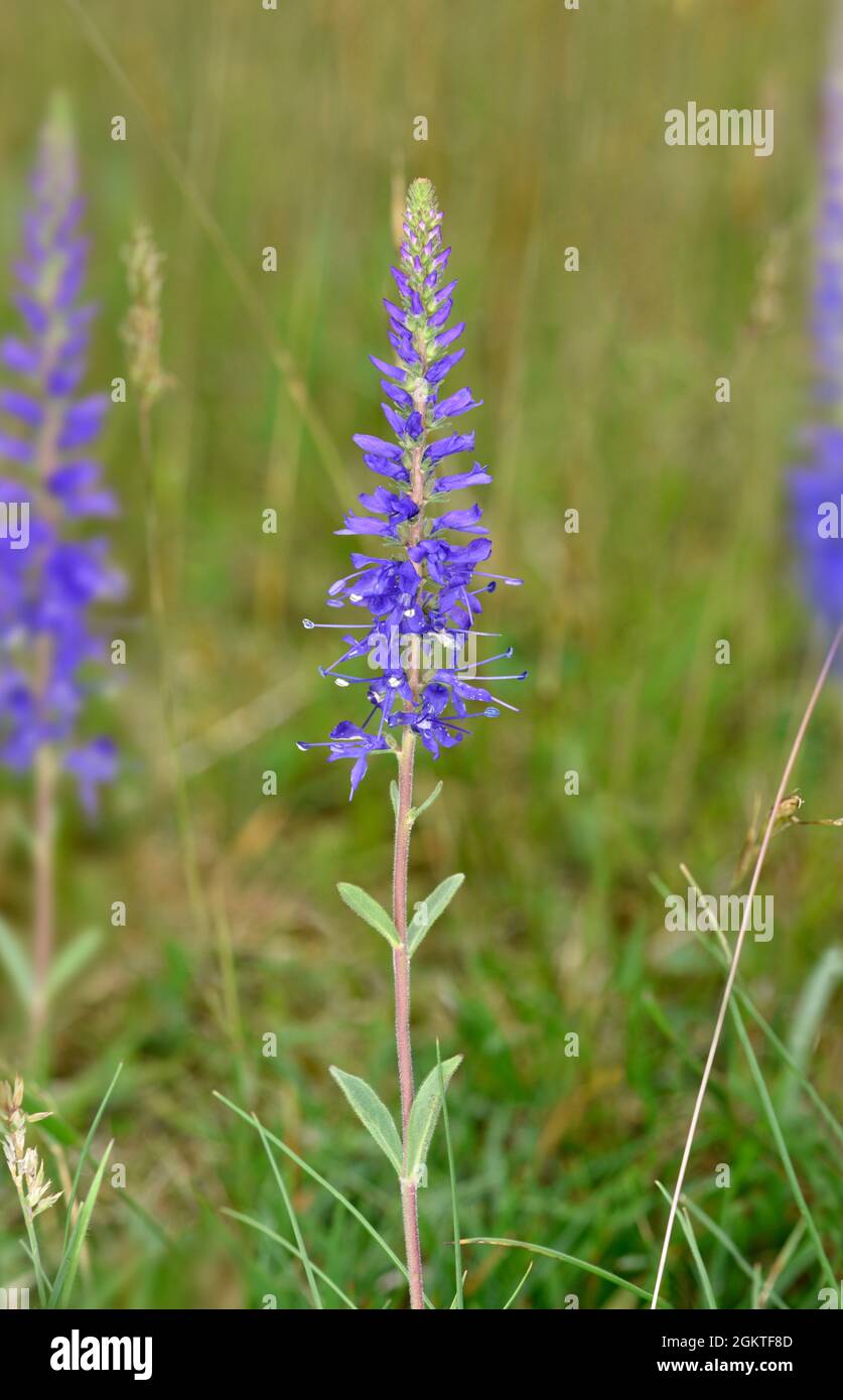 Spiked Speedwell Veronica spicata Stock Photo Alamy