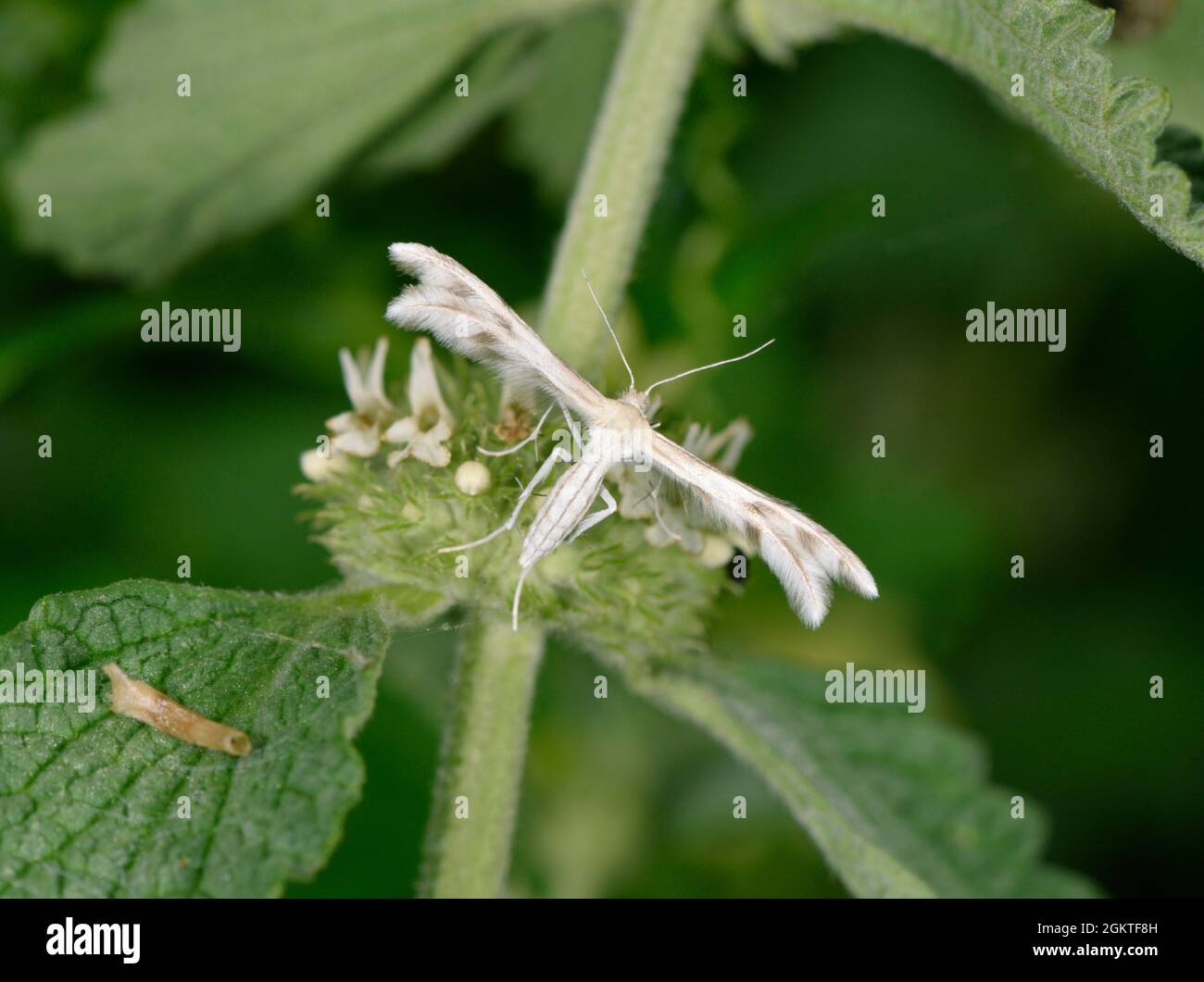 Horehound plume moth hires stock photography and images Alamy