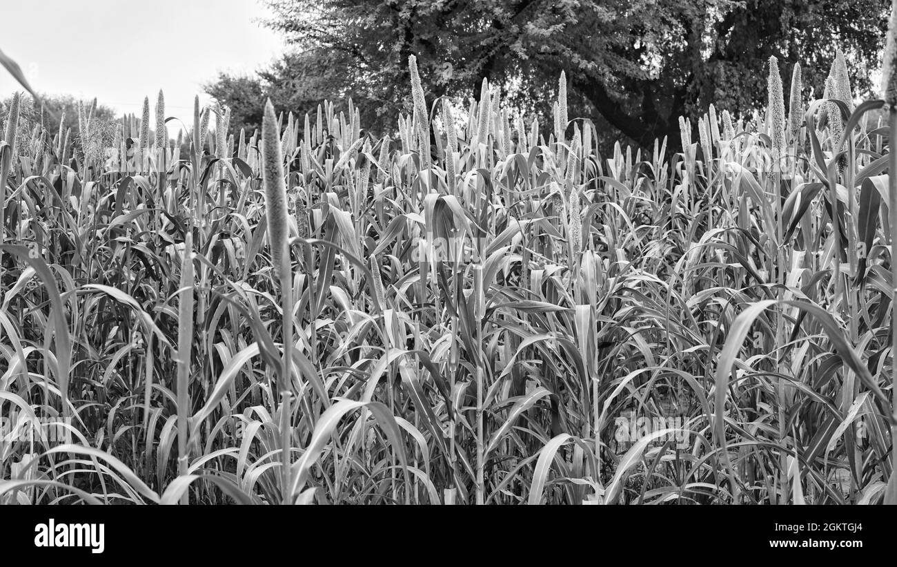 Black and white shot, Sorghum or Pennisetum glaucum plant Bud or sitta. Growing Bajra plant, blossom vegetative, tropical crop. Stock Photo