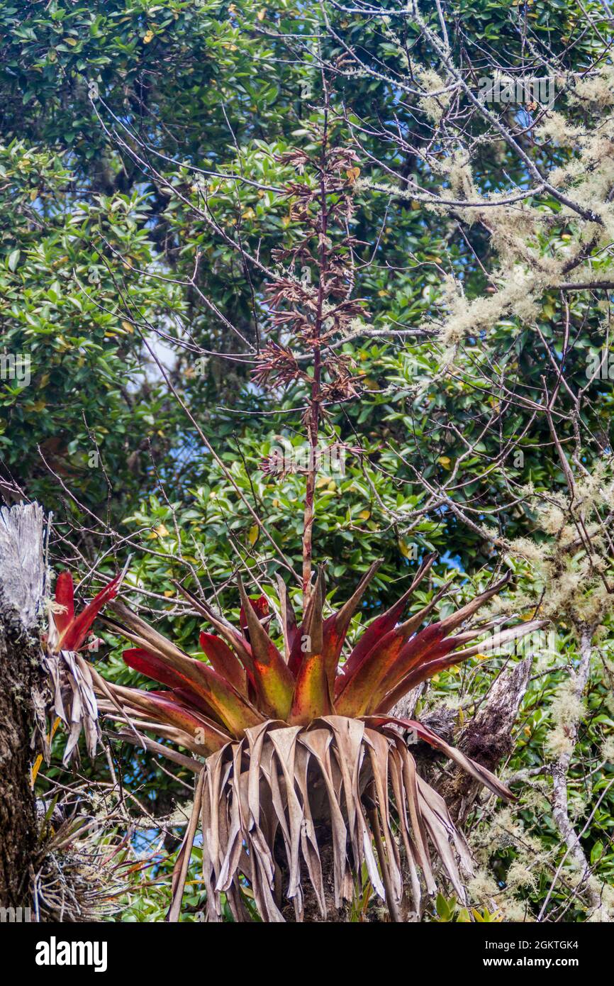 Plant of the northern andes hi-res stock photography and images - Alamy