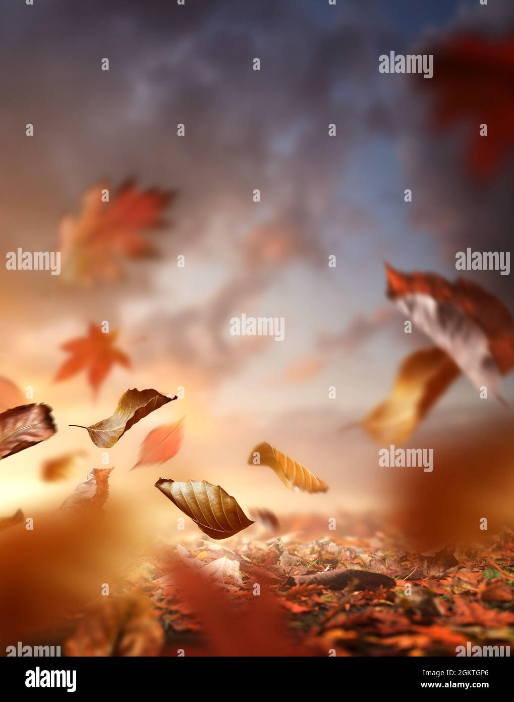Fall season. Autumn background with the ground covered in leaves and the wind blowing them up into the air. Stock Photo