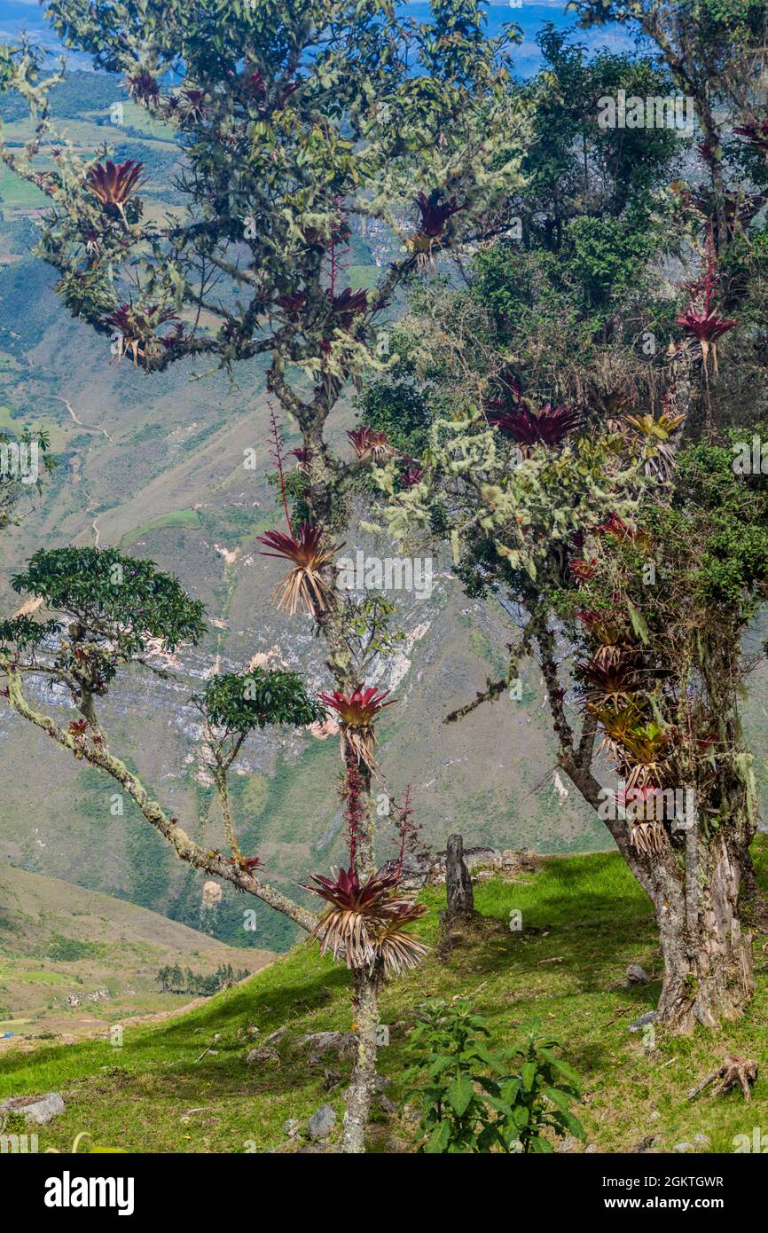 Bromeliads On A Tree In Northern Peru Stock Photo Alamy   Bromeliads On A Tree In Northern Peru 2GKTGWR 