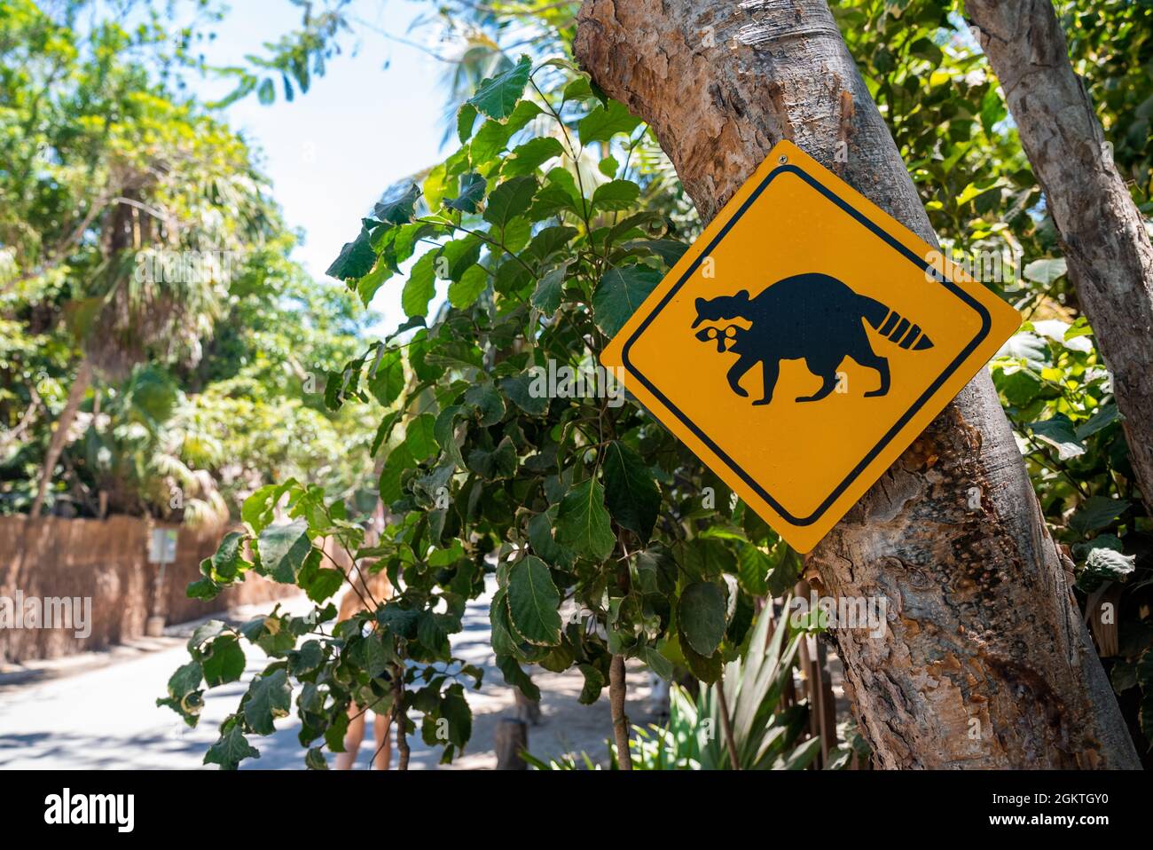 Black panda crossing warning traffic sign on tree at roadside Stock Photo