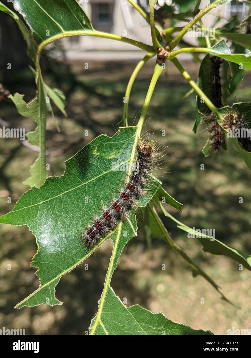 Gypsy moth caterpillar oak hi-res stock photography and images - Alamy