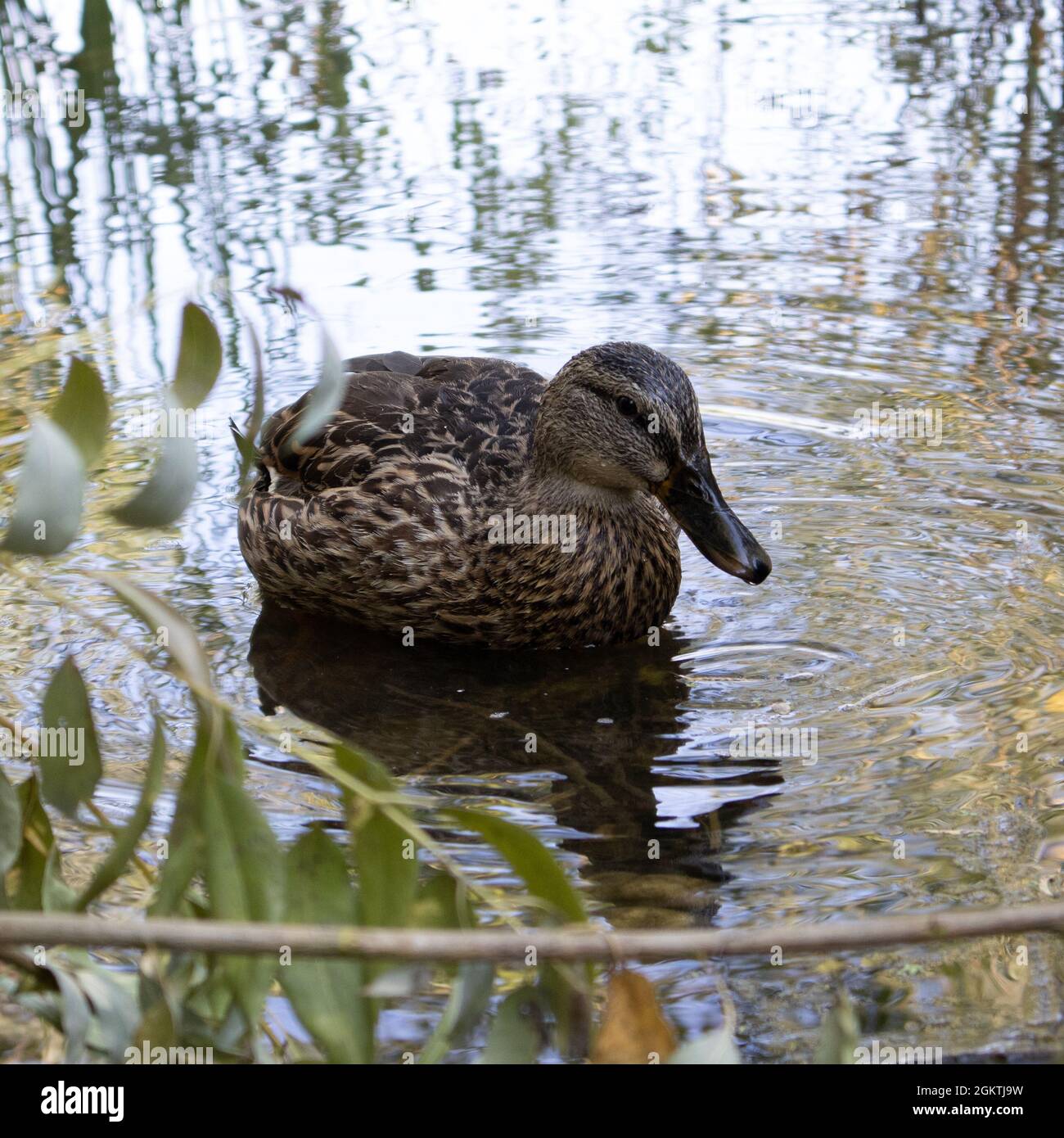 Female duck wading in the pond Stock Photo Alamy
