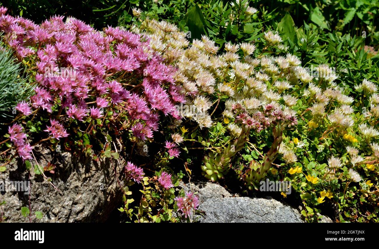 Strong wild flowers hi-res stock photography and images - Alamy