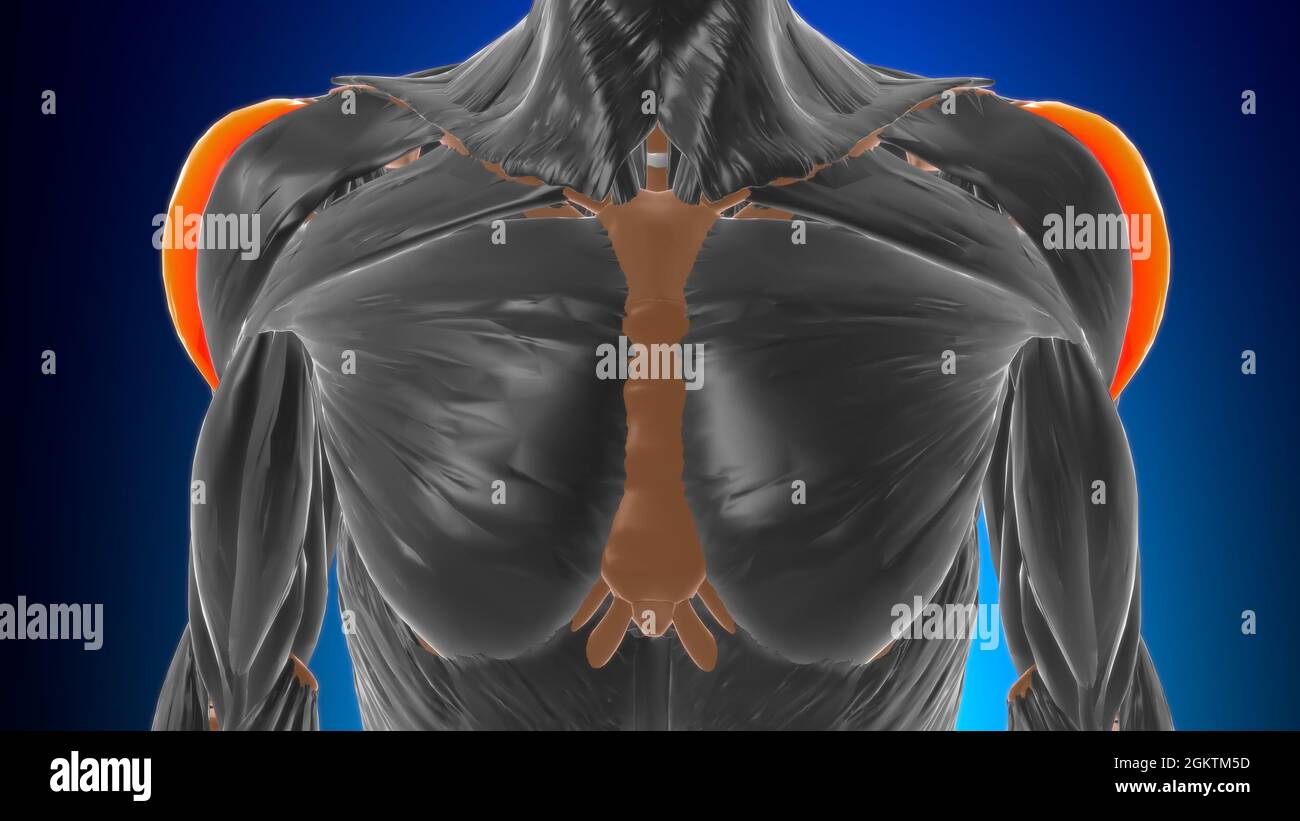 Acromial part of deltoid Muscle Anatomy For Medical Concept 3D Illustration Stock Photo