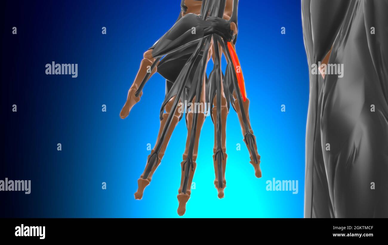 Flexor digiti minimi brevis of hand Muscle Anatomy For Medical Concept 3D Illustration Stock Photo