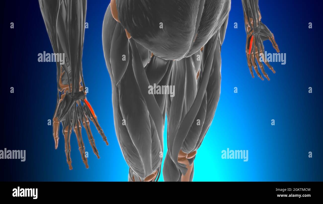 Flexor digiti minimi brevis of hand Muscle Anatomy For Medical Concept 3D Illustration Stock Photo