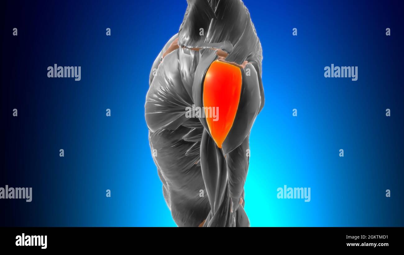 Acromial part of deltoid Muscle Anatomy For Medical Concept 3D Illustration Stock Photo