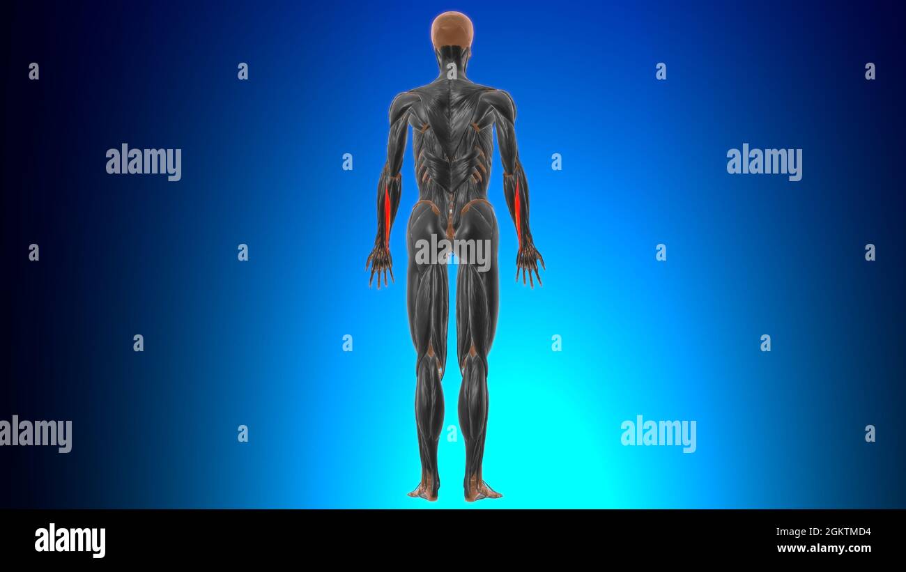 Extensor carpi ulnaris Muscle Anatomy For Medical Concept 3D Illustration Stock Photo