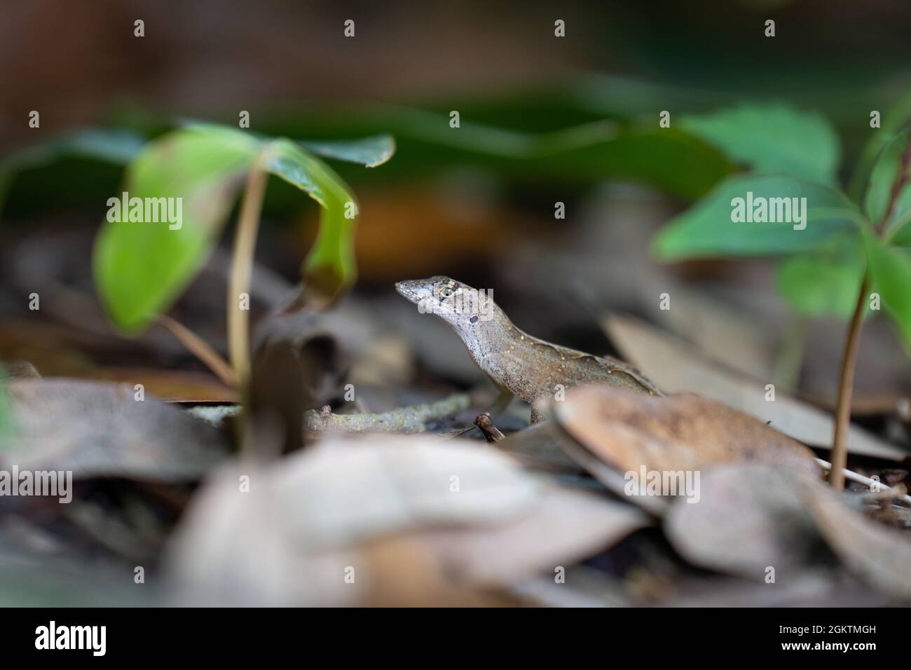 An invasive Cuban brown anole female sits among fallen leaves under a bush in Orlando, Florida. Stock Photo