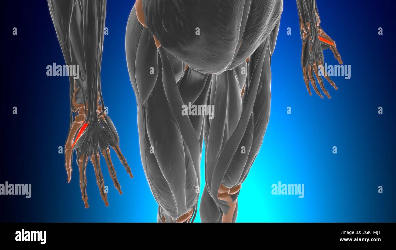 Flexor pollicis brevis Muscle Anatomy For Medical Concept 3D Illustration Stock Photo