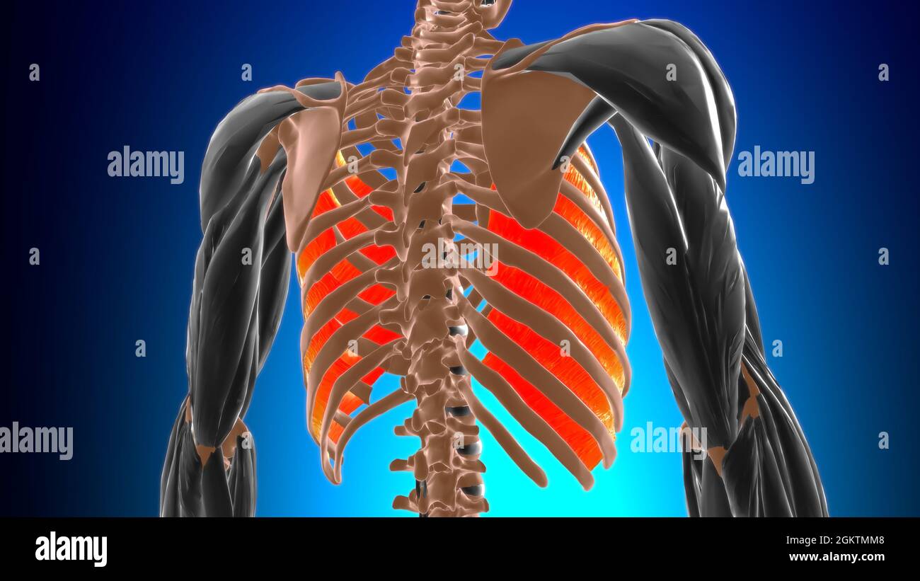 Innermost intercostal Muscle Anatomy For Medical Concept 3D Illustration Stock Photo Alamy
