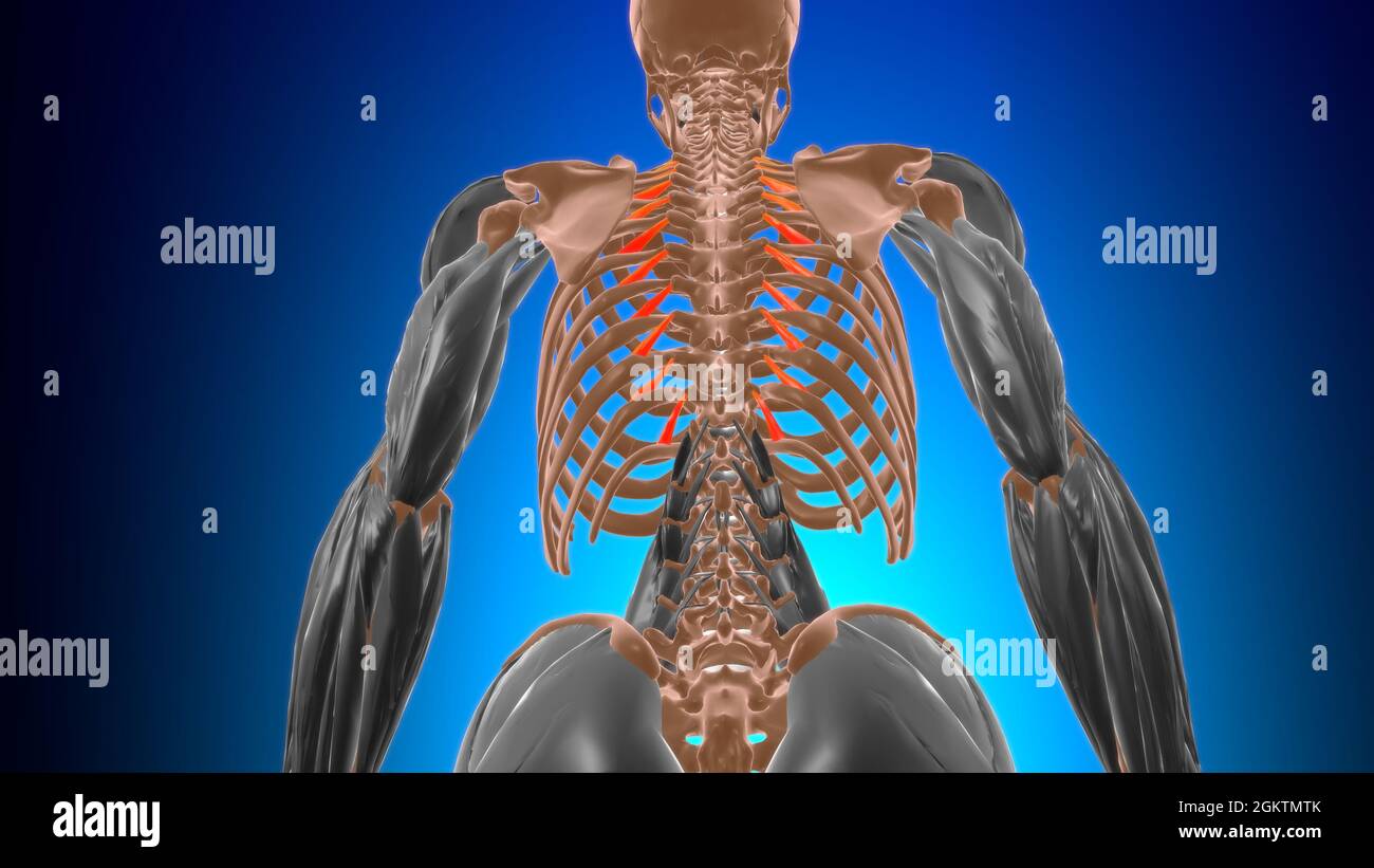 Levatores costarum breves Muscle Anatomy For Medical Concept 3D  Illustration Stock Photo - Alamy