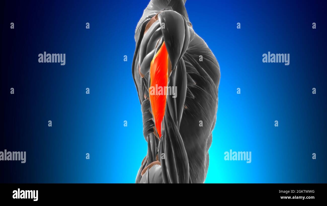 Lateral head triceps brachii Muscle Anatomy For Medical Concept 3D Illustration Stock Photo