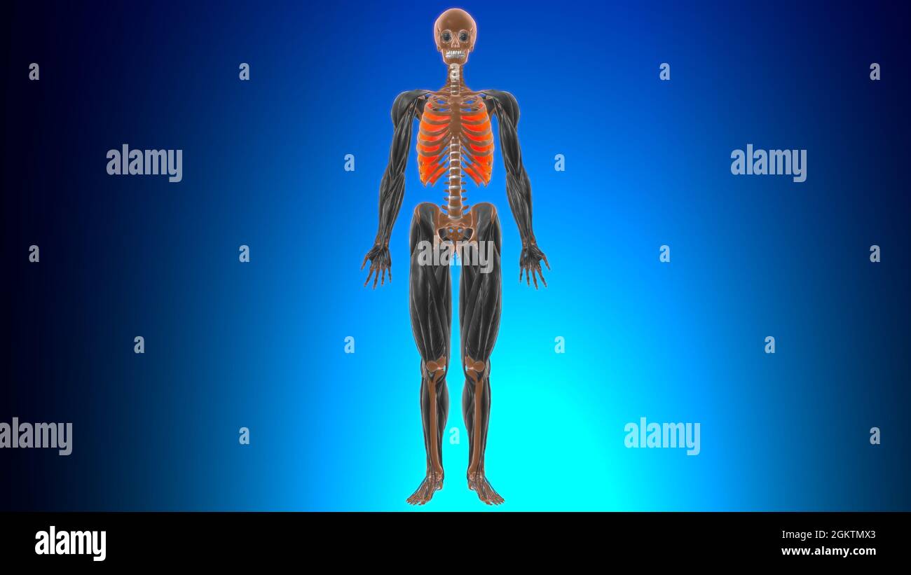 Internal intercostal Muscle Anatomy For Medical Concept 3D Illustration ...