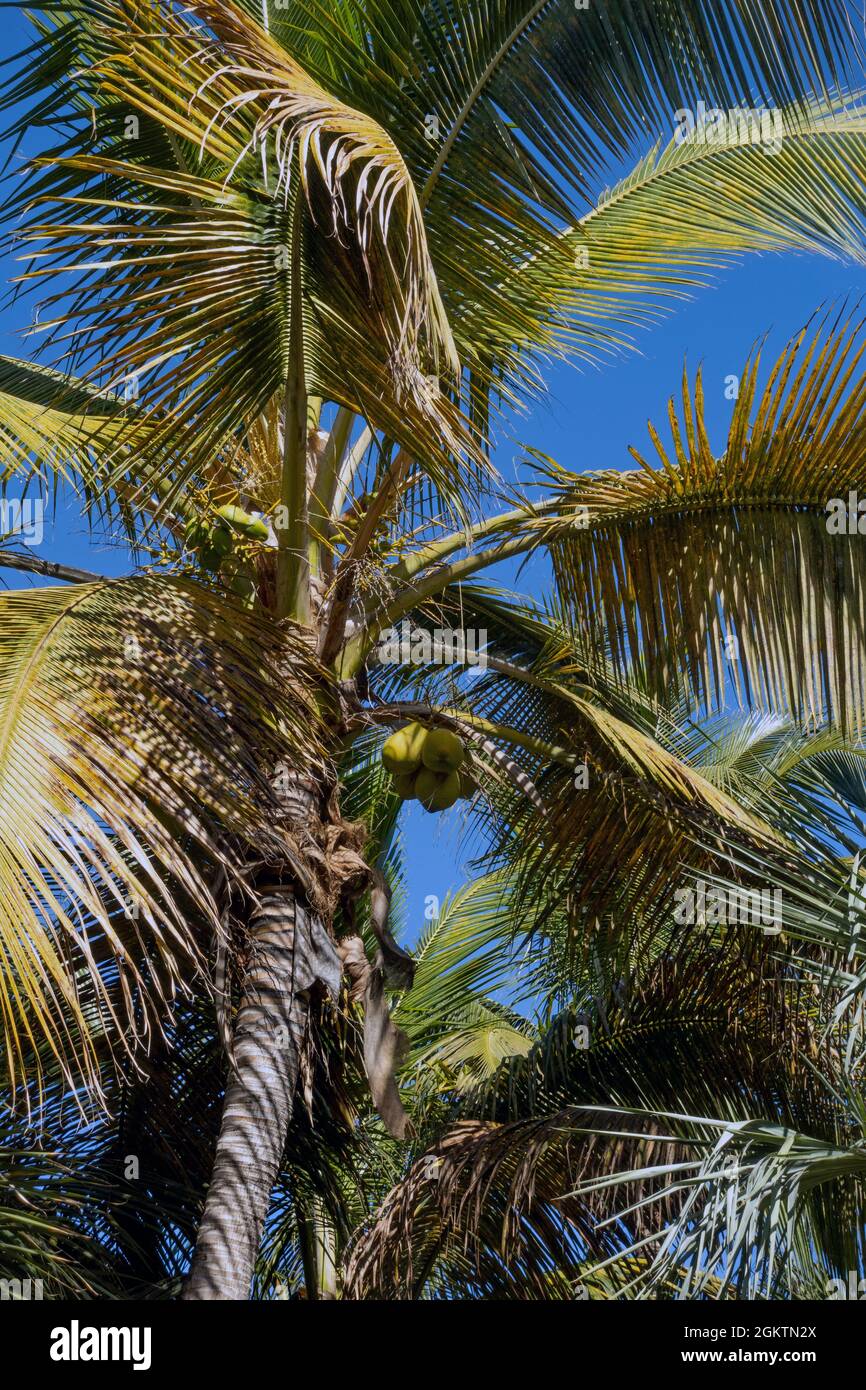 Beaches most cultivated palm in the world - Cocos Nucifera, Stock Photo